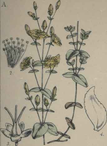 Hypericum pulchrum.