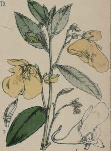 Impatiens Noli me tang