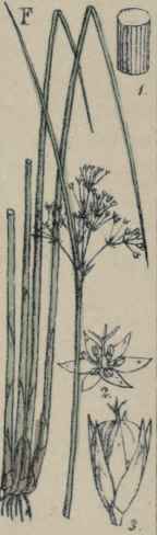 Juncus effusu
