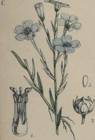 Linum usitatissimum.