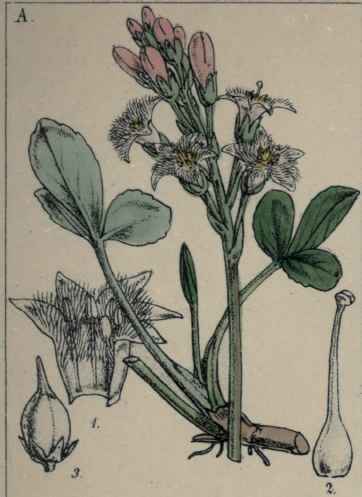 Menyanthes trifoliata,