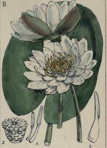 Nymphaea alba