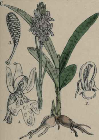 Orchis mascula