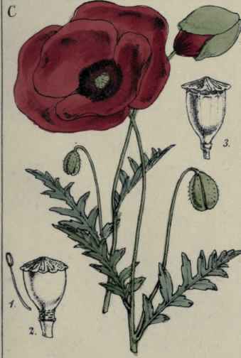 Papaver Rhas.