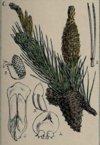 Pinus sylvestris.