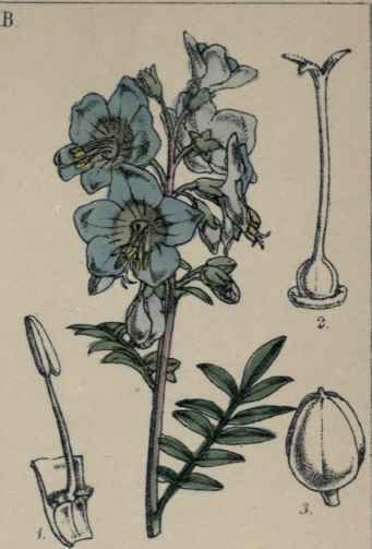 Polcmoniun crulcum