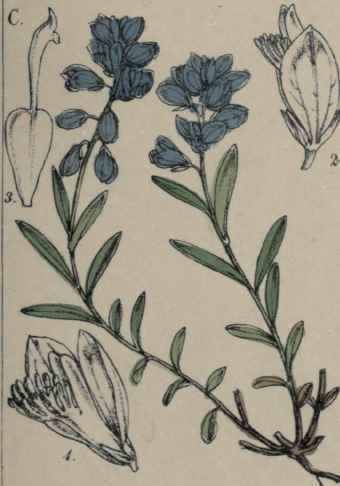 Polygala