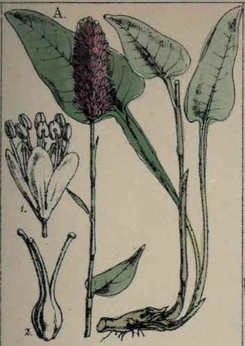 Polygonum Bistorta.