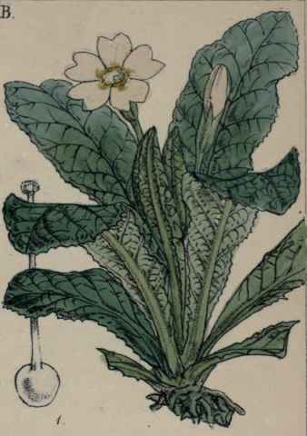Primula vulgaris