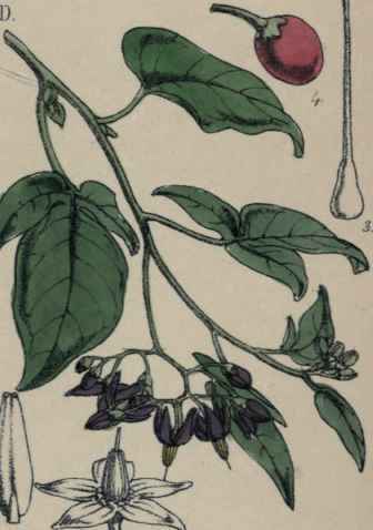 Solanum Dulcamara