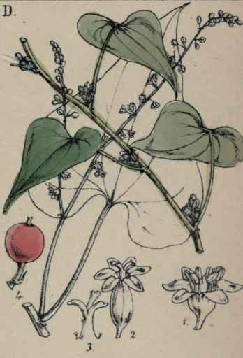 Tamus communis
