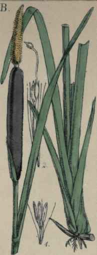 Typha latifolia