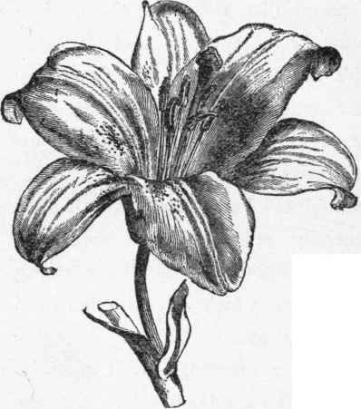A lily flower.