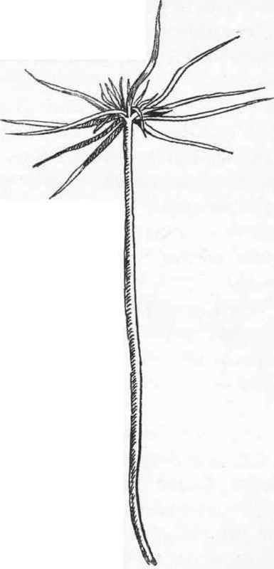 A seedling pine.