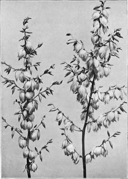 Adam's needle and thread (Yucca filamentosa).