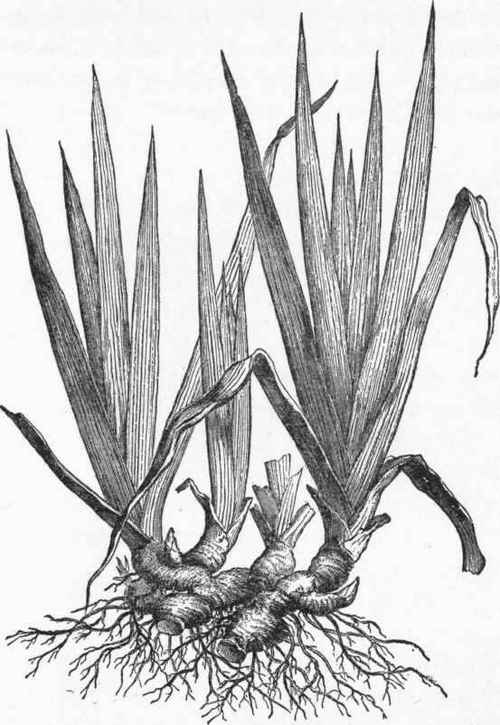 Blade like leaves of the iris, with clasping bases.