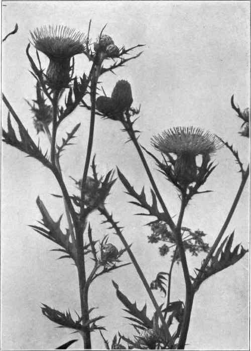 Common thistle (Cnicus lanceolatus).