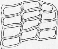 Cork cells.