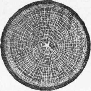 Crosswise section of the trunk of a young oak tree, showing growth rings. (From the Vegetable World).