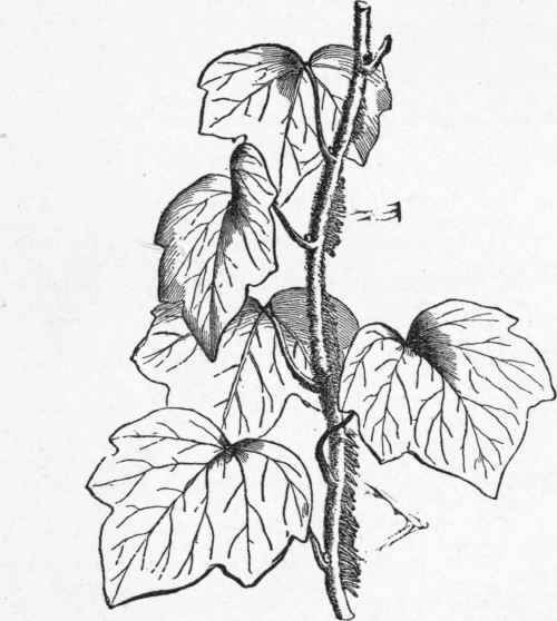English ivy (Hedera Helix). Climbing by means of aerial rootlets. (From the Vegetable World).