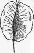 Fruit of the elm.