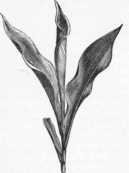 Parallel veined leaves of the Indian shot (Carina Indica).