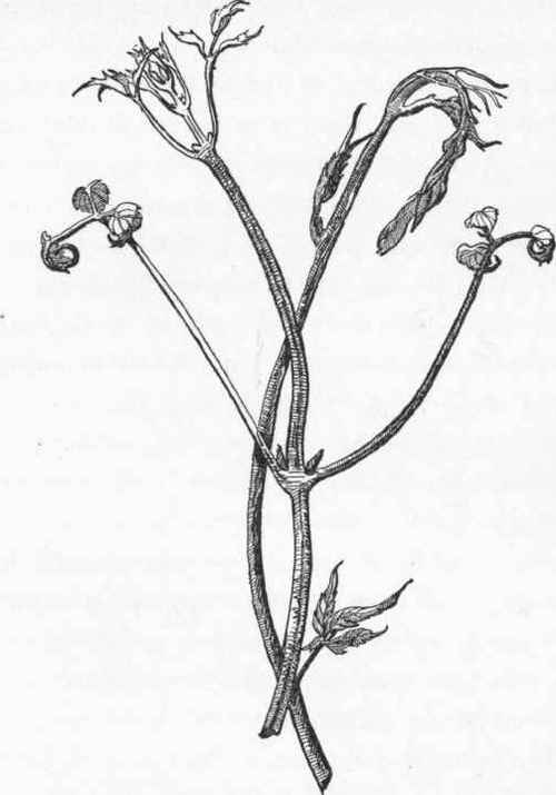 Scaling hooks of the Virginia creeper (Ampelopsis quin quefolia) and of the wild clematis (Clematis Virginiana).