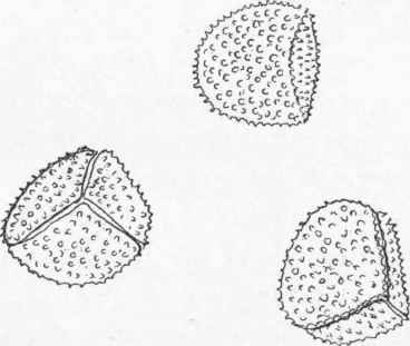 Spores of a club moss (Lycopodium complanatum).