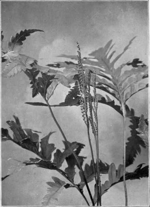 Vegetative and spore bearing fronds of the sensitive fern (Onoclea sensibilis).