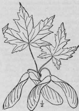 1 Acer Sacch Rinum L Silver Maple Soft Or White Ma 1146