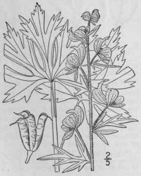 1 Aconitum Noveborac Nse A Gray New York Monkshood 219