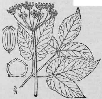1 Aegopodium Podagr Ria L Goutweed Goutwort Herb G 1509