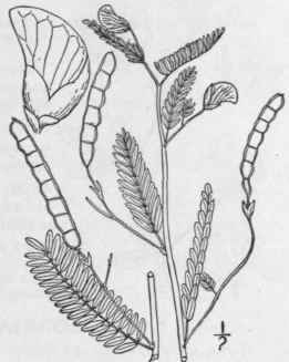 1 Aeschynomene Virginica L B S P Sensitive Joint V 914