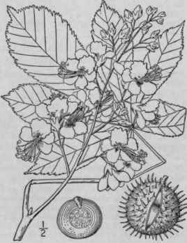 1 Aesculus Hippoc Stanum L Horse Chestnut 1157