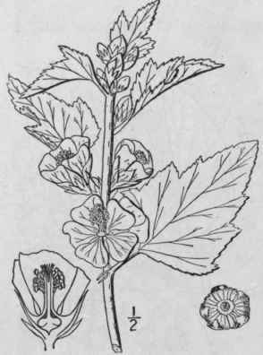 1 Althaea L Sp Pl 686 1753 1189