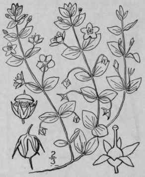 1 Anagallis Arv Nsis L Red Or Scarlet Pimpernel Po 1642