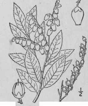 1 Andromeda Polif Lia L Wild Rosemary Marsh Holy R 1584