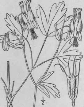 1 Aquilegia Canadensis L Wild Columbine Rock Bells 209