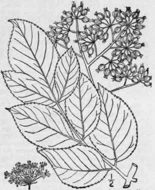 1 Aralia Spinosa L Hercules Club Angelica Or Spike 1431