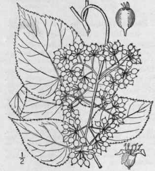 1 Aralia Spinosa L Hercules Club Angelica Or Spike 1432