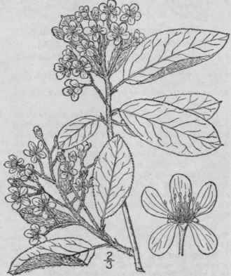 1 Aronia Arbutifolia L Ell Red Choke Berry 668