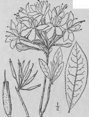 1 Azalea Nudifl Ra L Wild Honeysuckle Pinkster Flo 1557