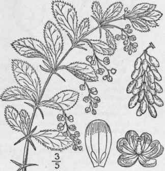 1 Berberis Vulgaris L European Barberry 297