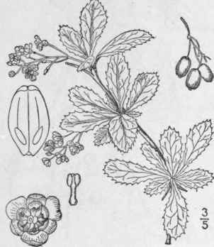1 Berberis Vulgaris L European Barberry 298