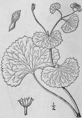 1 Caltha Palustris L Marsh Marigold Meadow Gowan 196