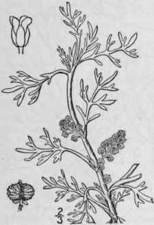 1 Carara Didyma L Britton Lesser Wart Cress 386