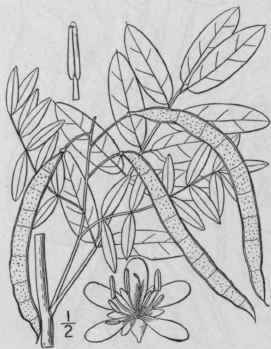 1 Cassia T Ra L Low Senna 780