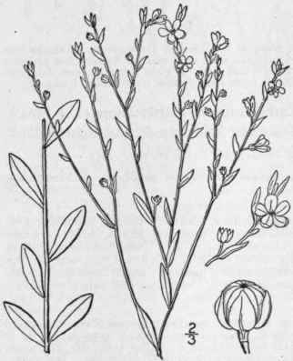 1 Cathartolinum Striatum Walt Small Ridged Yellow 1020