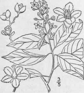 1 Celastrus Sc Ndens L Shrubby Or Climbing Bitters 1144