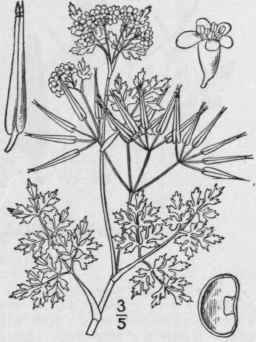 1 Cerefolium Ceref Lium L Britton Garden Chervil O 1454